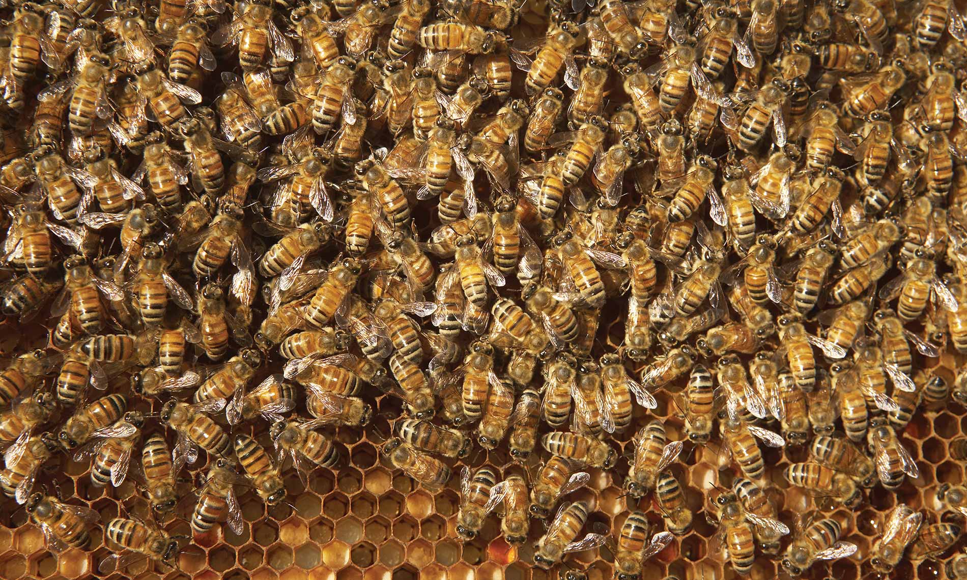 A hive of activity