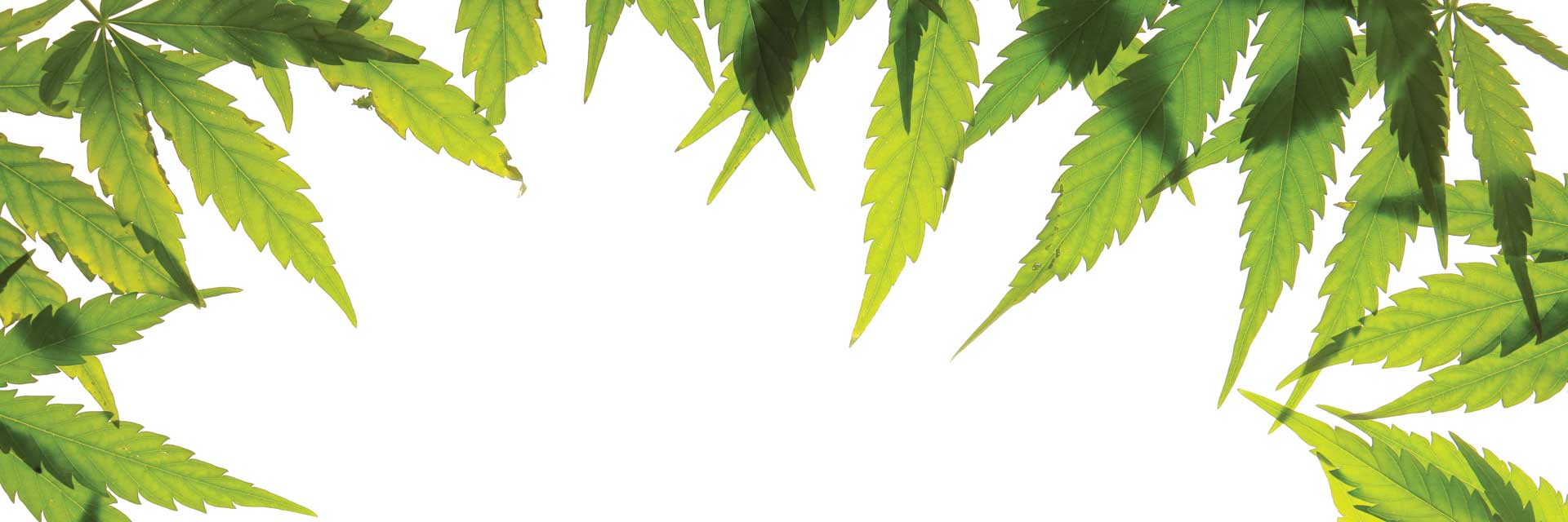 Coining it on cannabis