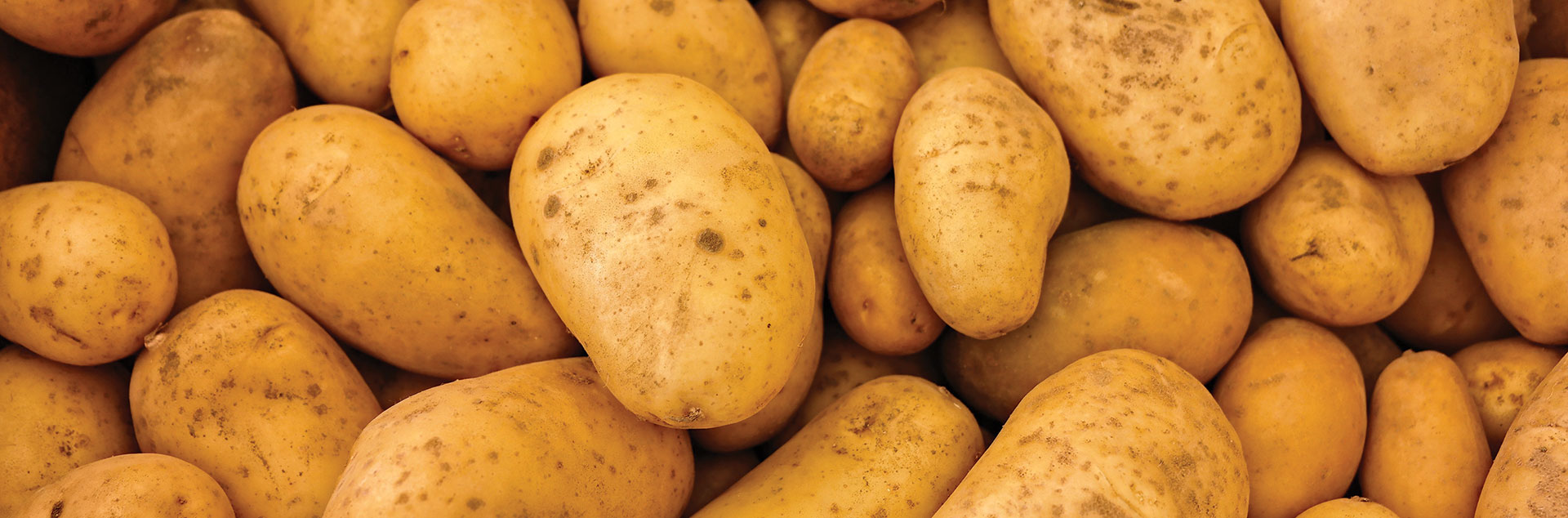 Selim Erdil Guvener, General Counsel,  International Potato  Center (CIP)