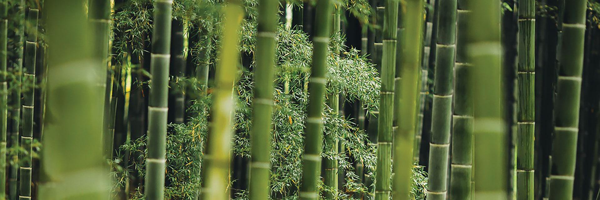 Green shoots: the growth of newlaw in Asia Pacific